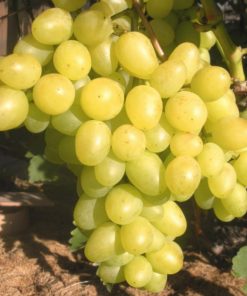 Лоза сорт Аркадия - Бял десертен сорт грозде
