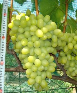 Лоза сорт Аркадия - Бял десертен сорт грозде