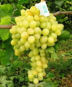 Лоза сорт Аркадия - Бял десертен сорт грозде