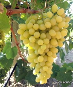 Лоза сорт Султанина - Бял безсеменен сорт десертно грозде