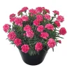 Карамфил Dianthus Sunflor® Serena (В контейнер)