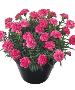 Карамфил Dianthus Sunflor® Serena (В контейнер)