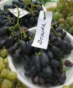 Лоза сорт Велика - Червен десертен сорт