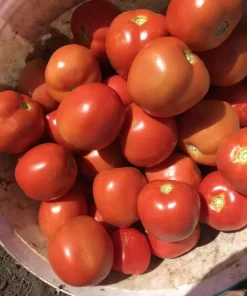 Домати Batul F1 (Батул F1) – Хибрид тип Рома (консервен домат)