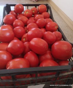 Домати Batul F1 (Батул F1) – Хибрид тип Рома (консервен домат)