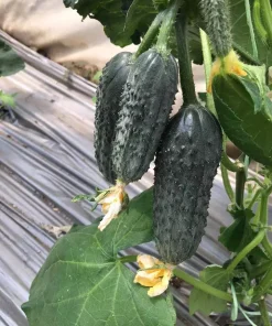 Краставици Severin F1 (Северин F1) – Високопродуктивен корнишон