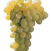 Лоза сорт Виктория - Бял сорт десертно грозде (в контейнер)