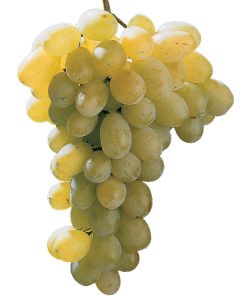 Лоза сорт Виктория - Бял сорт десертно грозде (в контейнер)