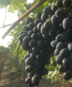 Лоза сорт Молдова - Комплексно устойчив червен десертен сорт