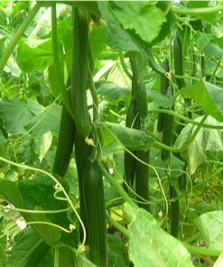 Краставици Oktan F1 (Октан F1) – Компактен генеративен хибрид