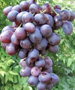 Лоза сорт Троя – Червен десертен сорт