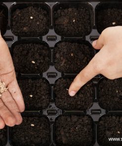 Форма (Табла) за разсад – 24 Квадратни гнезда F24K