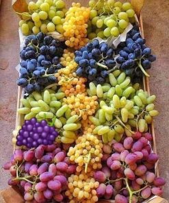 Десертни сортове лози