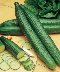 Краставици салатни