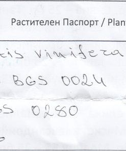 Растителен паспорт лозов посадъчен материал
