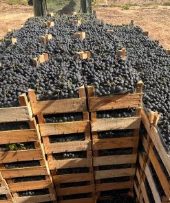 Лоза сорт Молдова - Комплексно устойчив червен десертен сорт