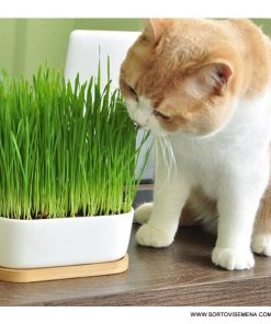 Трева за Котки – Естественият помощник срещу космени топки