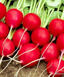 Репички Celesta F1 (Селеста F1) – Еталон за качество