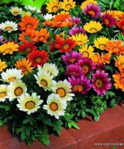 Семена за цветя Газания Микс (Gazania Multiflor) – Слънчеви цветове за вашата градина