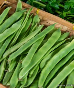 Семена за Фасул Nassau F1 (Насау F1) – Зелен, плосък, нисък хибрид