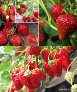 Семена за Ягоди Четири сезона – Сладка реколта през целия сезон