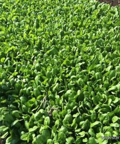 Спанак Acadia F1 (Акадия F1) – Отлична трайност