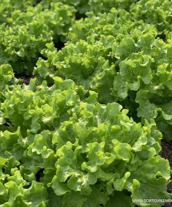 Салата Bonalisa (Боналиса) – Компактна за целогодишен добив