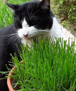 Трева за Котки – Естественият помощник срещу космени топки