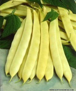 Семена за Фасул Capitano F1 (Капитано F1) – Жълт, плосък, нисък хибрид