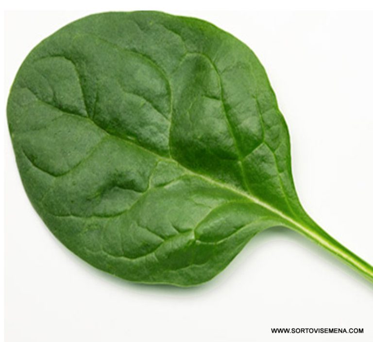 Спанак Evoque F1 (Евок F1) – Превъзходен избор