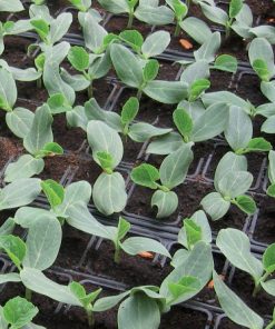 Подложка Flexifort F1 (Флексифорт F1) – Универсалната основа