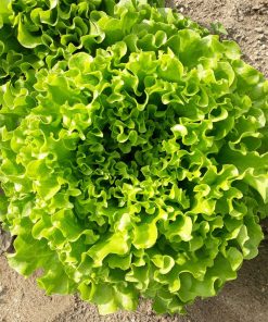 Салата Frisardi F1 (Фрисади F1) – Балансиран растеж и отлична трайност