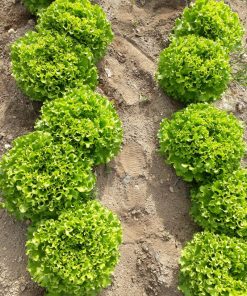 Салата Frisardi F1 (Фрисади F1) – Балансиран растеж и отлична трайност