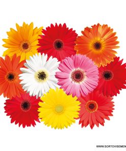 Сортови семена за Гербер с големи цветове микс – Специална селекция!