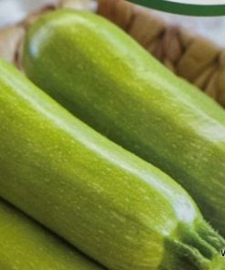 Тиквички Nour F1 (Нур F1) – Отлична устойчивост