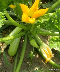 Тиквички Ismalia F1 (Исмалия F1) – Ранен добив