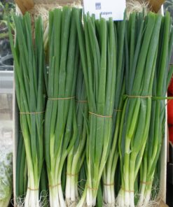 Лук за Зелено Kaigaro F1 (Кайгаро F1) – Бърз растеж