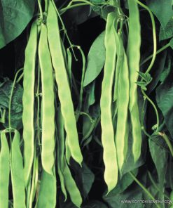 Семена за Фасул Limka F1 (Лимка F1) – Вейков ранен хибрид