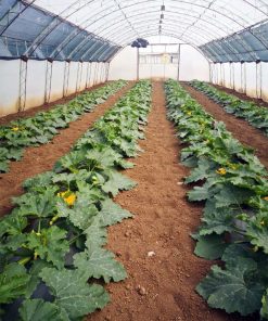 Тиквички Marcella F1 (Марчела F1) – Ранен добив