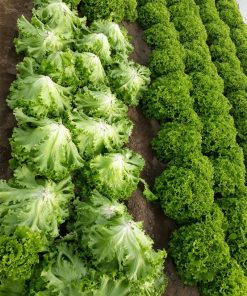 Салата Marittima F1 (Маритима F1) – Класическа батавия за целогодишно производство