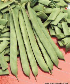 Семена за Фасул Nassau F1 (Насау F1) – Зелен, плосък, нисък хибрид