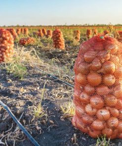 Лук Nogal F1 (Ногал F1) – Златен хибрид и дълго съхранение