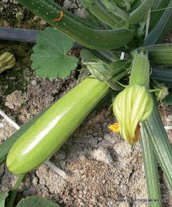 Тиквички Nour F1 (Нур F1) – Отлична устойчивост