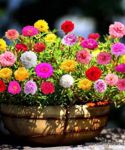 Сортови семена за Калдъръмче кичесто микс – Огнено слънце за Вашата градина!