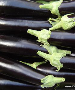 Патладжан Scarlatti F1 (Скарлати F1) – Дълъг, елегантен и продуктивен