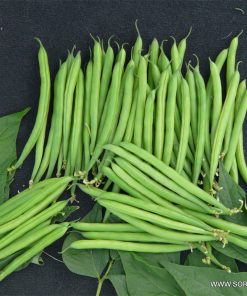 Семена за Фасул Stanley F1 (Стенли F1) – Зелен, цилиндричен, изключително продуктивен хибрид