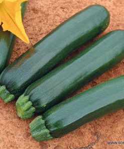 Тиквички Kayssar F1 (Кайсар F1)