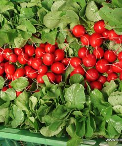 Репички Celesta F1 (Селеста F1) – Еталон за качество