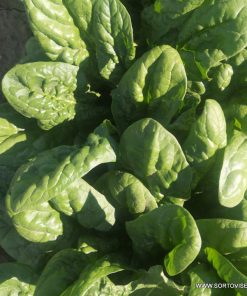 Спанак Acadia F1 (Акадия F1) – Отлична трайност