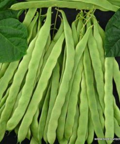 Семена за Фасул Algarve F1 (Алгарве F1) – Много ранен вейков хибрид